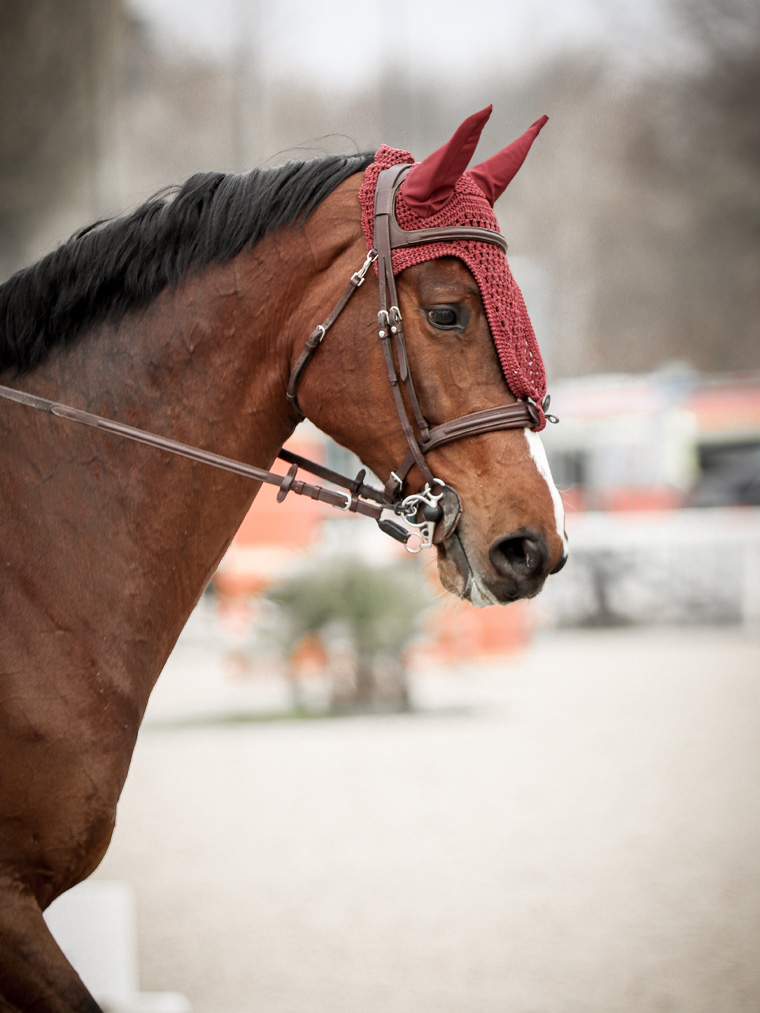 cavalli-sportivi-in-vendita